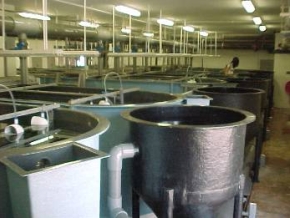 1750408004_weaning tanks 3.jpg