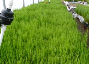 Salicornia