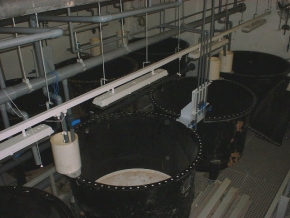 676508860_Larvae tanks.jpg